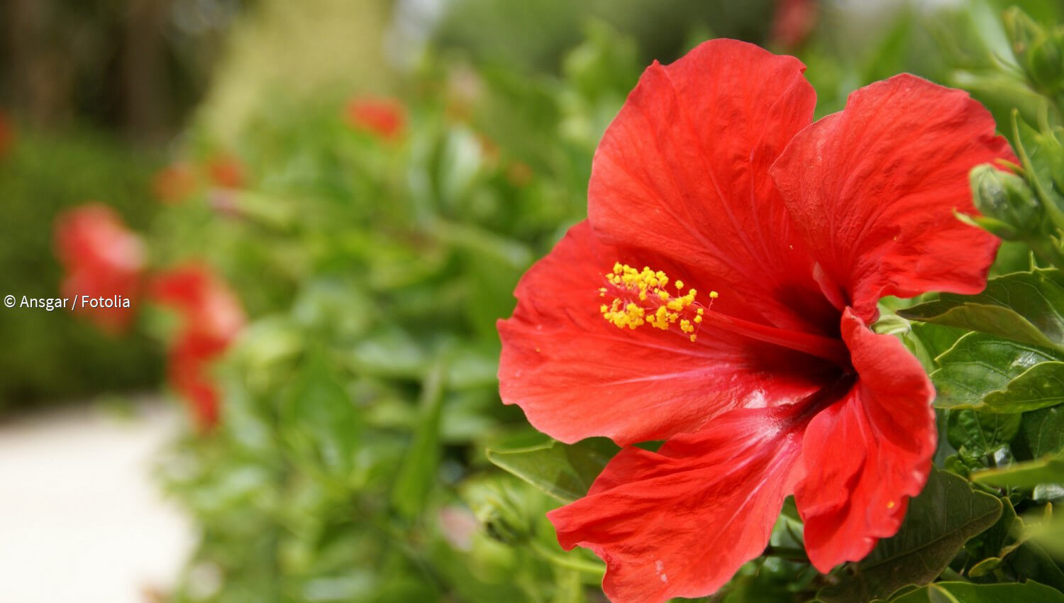 Kurzmeldungen Zum Thema Hibiskus Paradisi De