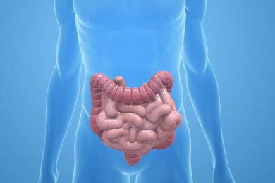 Der Darm kann schmecken - Zellen im Darm sind in der Lage, Geschmacksstoffe zu erkennen