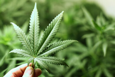 Forscher denken an die Entwicklung eines Medikaments gegen Cannabis