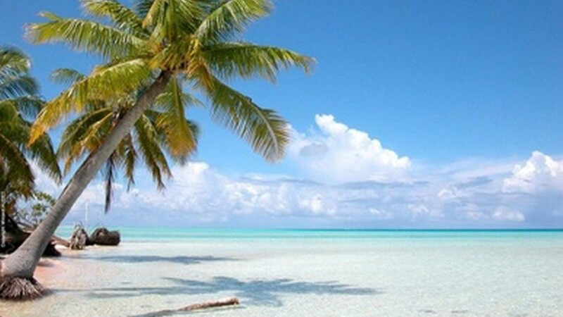 Bahamas - Leerer Strand mit großer Palme und Blick aufs türkisfarbene Meer