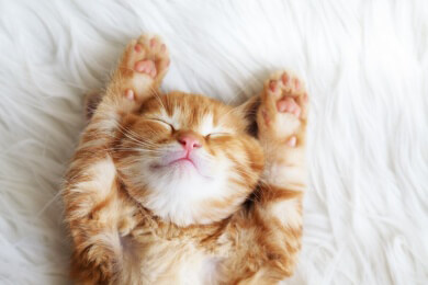Forscher erklärt Bedeutung einiger Verhaltensweisen von Katzen
