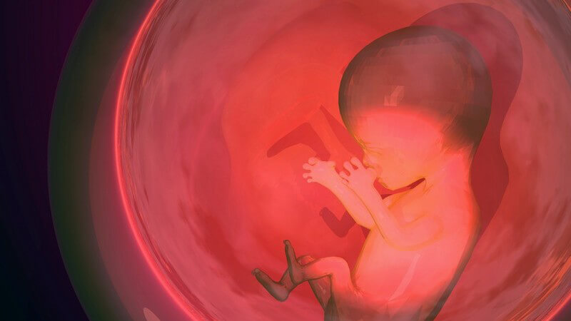 Rote Grafik eines Fetus in der Fruchtblase