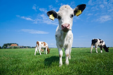 Internationale Grüne Woche wird eröffnet. Verbraucher sollen mehr auf den Fleischkonsum achten