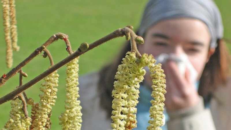 Zweige eines Baums, im Hintergrund Mädchen mit Taschentuch, Pollenallergie