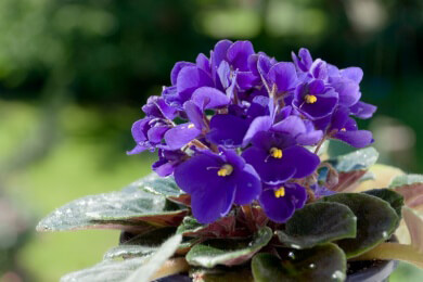 Alpenveilchen - optimaler Standort und richtige Pflege