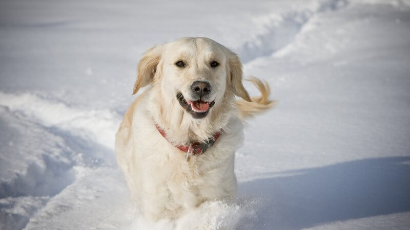 Weißer Hund im Schnee, Golden Retriever