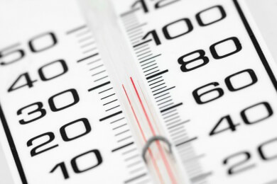Zahlreiche Igel sterben aufgrund des milden Winters