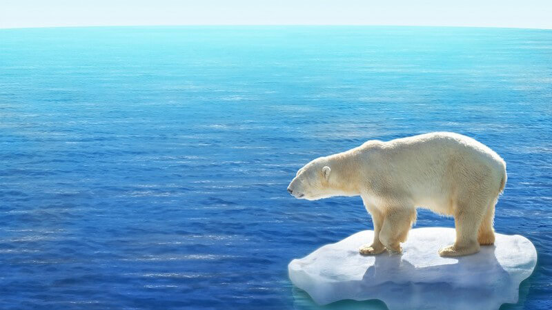 Eisbär auf Polareis, im Hintergrund Wasser, Polarmeer