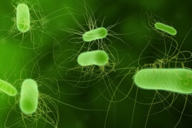 Im Kampf gegen Tuberkulose: Resistente Bakterien sollen durch ein neues Medikament besiegt werden