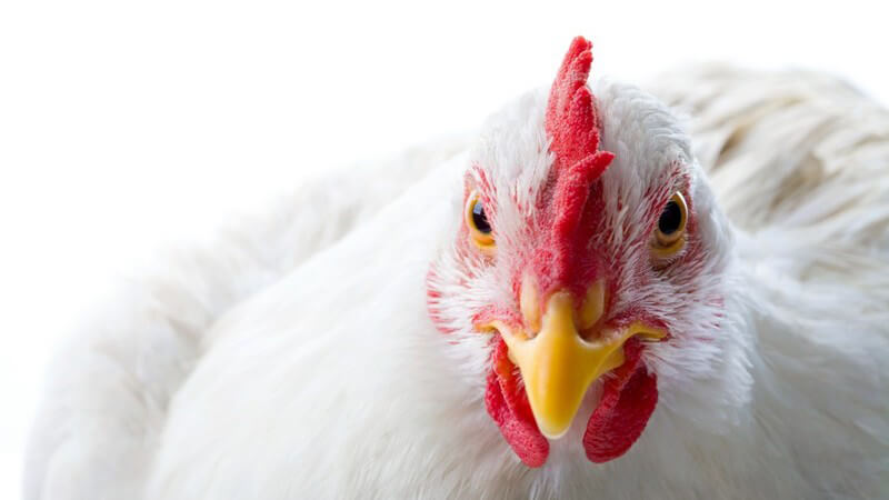 Nahaufnahme weißes Huhn guckt in Kamera, Studioaufnahme