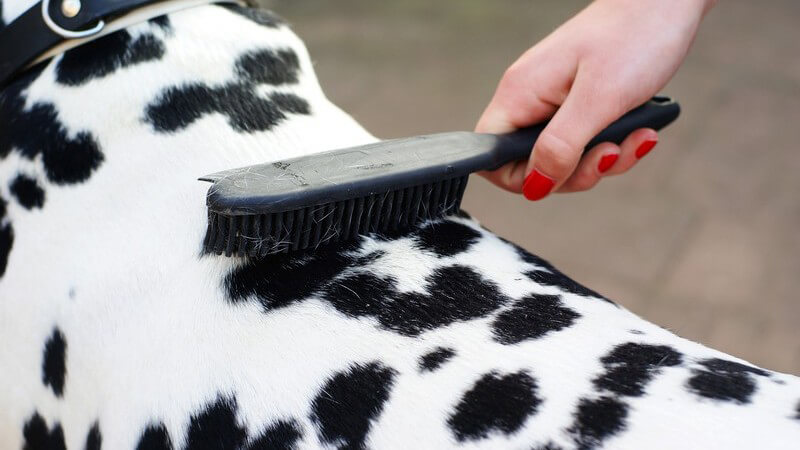 Nahaufnahme Frauenhand mit roten Fingernägeln bürstet Dalmatiner mit Hundebürste