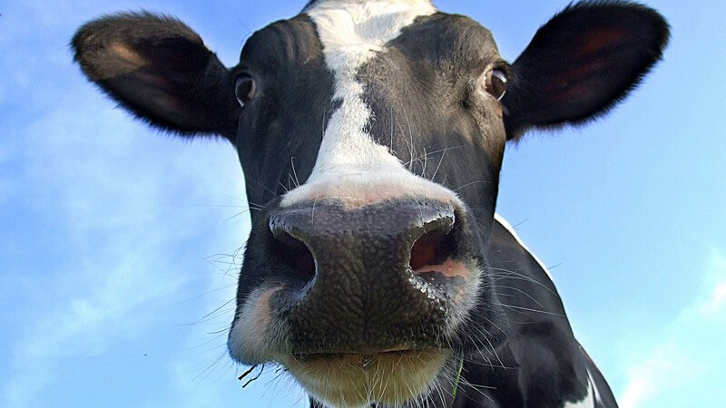 Nahaufnahme Gesicht einer Kuh unter blauem Himmel