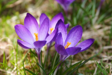 Warum Schneeglöckchen und Krokusse bei Schnee und Eis nicht erfrieren