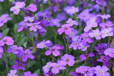 Garten im Februar - Platz für frische Blüten schaffen