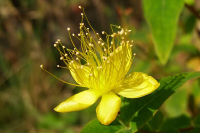 Mit Heilpflanzen gegen äußerliche Wunden: Johanniskrautöl wirkt bei Verbrennungen