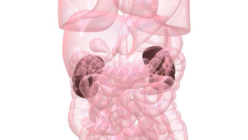 Grafik Organe mit Nieren hervorgehoben