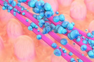 Anzahl bestimmter Bakterien in der Darmflora hängt auch von der Klimazone ab