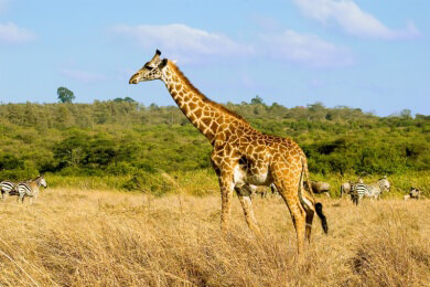 Dänemarks Giraffen: Im Jyllands Park Zoo gibt es keine Giraffenschlachtung