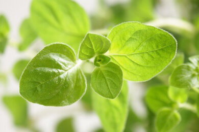 Beliebtes Pizzagewürz wird zum Feind der Noroviren