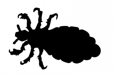 Kopfläuse: Auch Kuscheltiere müssen gereinigt werden