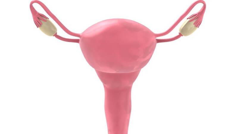 Anatomie - Grafik der Gebärmutter auf weißem Hintergrund