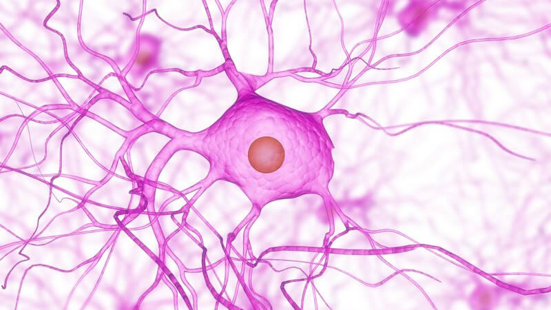 Grafik Nervenzellen