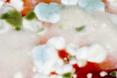 Hausmittel gegen Schimmel verursachen weniger Nebenwirkungen