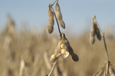 Soja steht unter Verdacht: Verursachen die enthaltenen Isoflavone etwa Kopfschmerzen?