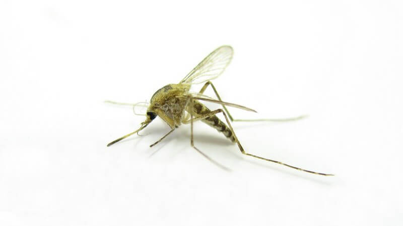 Grüner Mosquito vor weißem Hintergrund