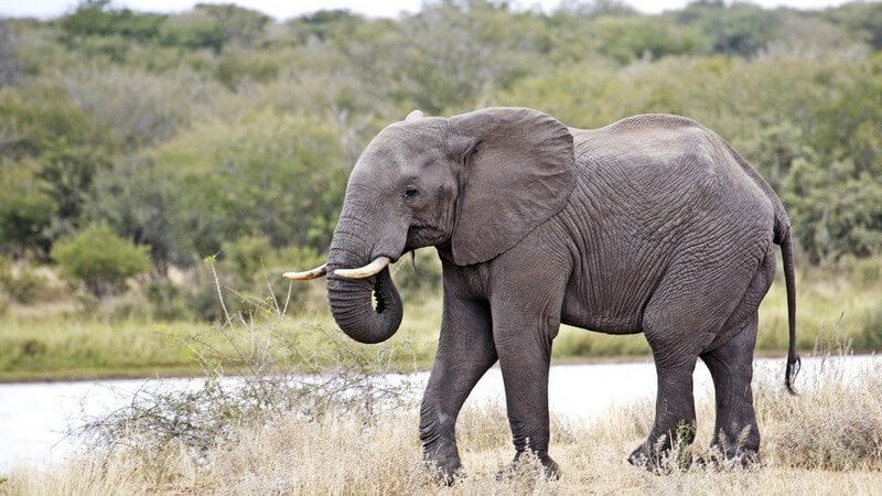 Afrikanischer Elefant von links in Natur mit Sträuchern im Hintergrund am Fluss