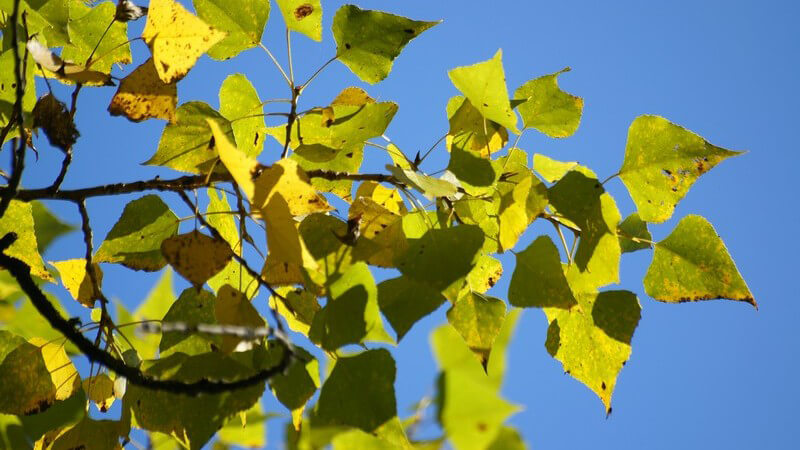 Zweige und Blätter eines Pappelbaums unter blauem Himmel