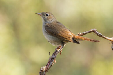 Die Vogeldame und ihr wunderschöner Gesang