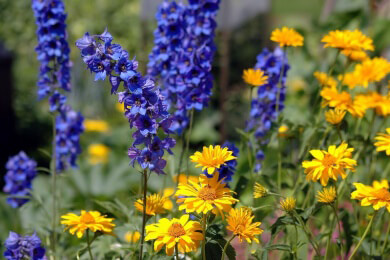 Gründünger für gesunden Boden - geeignete Pflanzen und Tipps zur Aussaat
