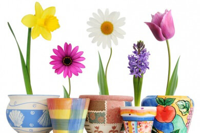 Im Frühling ist Umtopfzeit - frische Erde und mehr Platz für Zimmerpflanzen