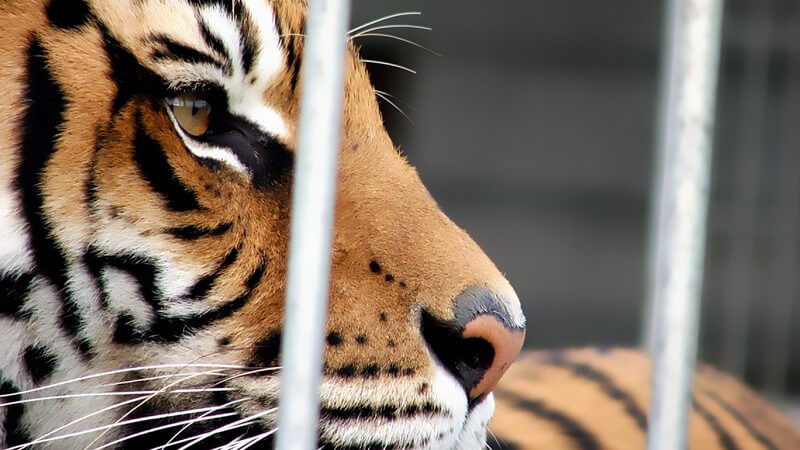 Tiger hinter Gitterstäben