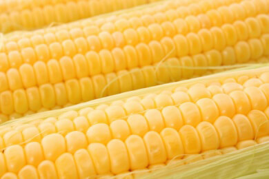 Schädlinge überleben Genmais-Gift: Zahl der befallenen Maisfelder in den USA steigt