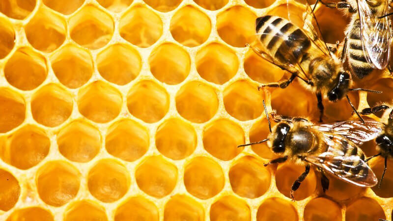 Vier Bienen auf honiggetränkter Honigwabe oder Bienenwabe, von Bienenschwarm