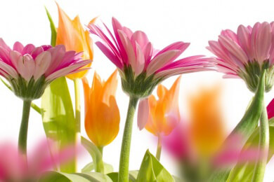Der Frühling ist da: Seelischer Frühjahrsputz als Zeichen des Neubeginns
