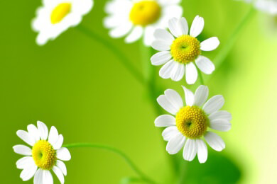Gänseblümchen sind schön und gesund - Bellis richtig pflegen und kultivieren