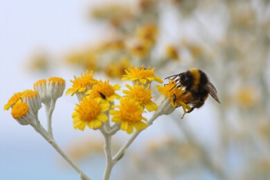 24 Prozent aller europäischen Hummelarten vom Aussterben bedroht