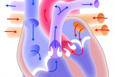 Führen Diät-Getränke zu Herz- und Kreislauferkrankungen?