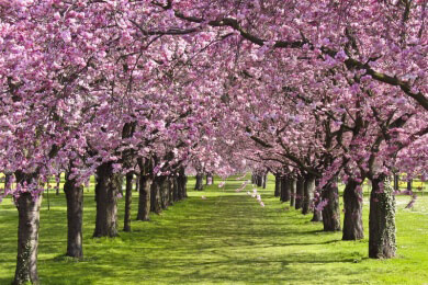 Die Kirschblüte leutet den Frühlingsanfang ein - Ganz Japan feiert die sakura