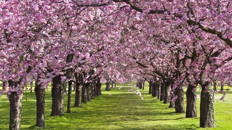 Große Wiese mit Allee von blühenden Kirschbäumen
