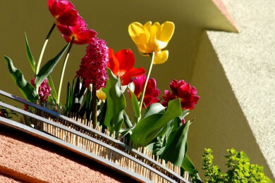 Sommerfreude auf dem Balkon - welche Rechte haben Mieter?