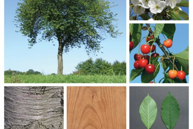 Beschleunigt die kosmische Strahlung das Wachstum von Kirschbäumen?