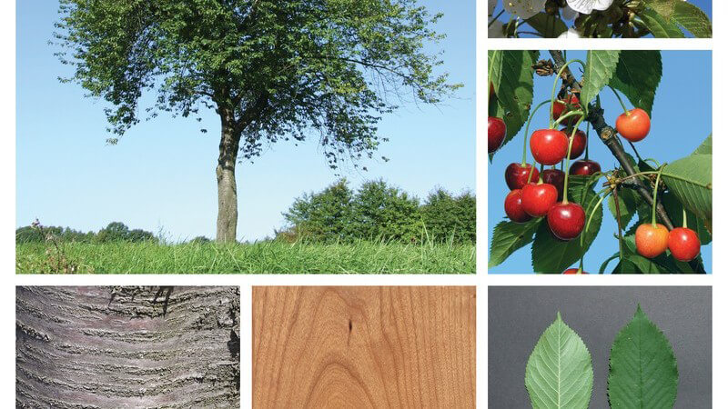 Kirschbaum - Collage mit verschiedenen Ansichten von Baum, Blättern, Blüten und Früchten