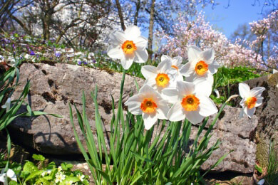 Warum der Frühling uns so gut fühlen lässt