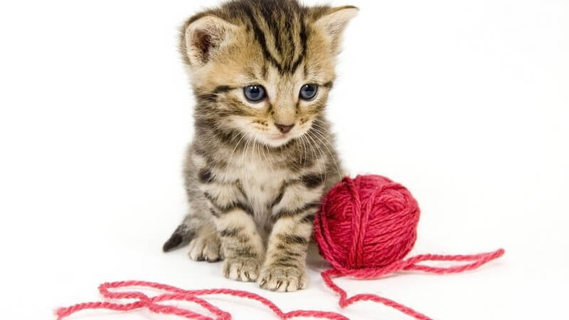 Katzenbaby sitzt vor roten Ball aus Wolle