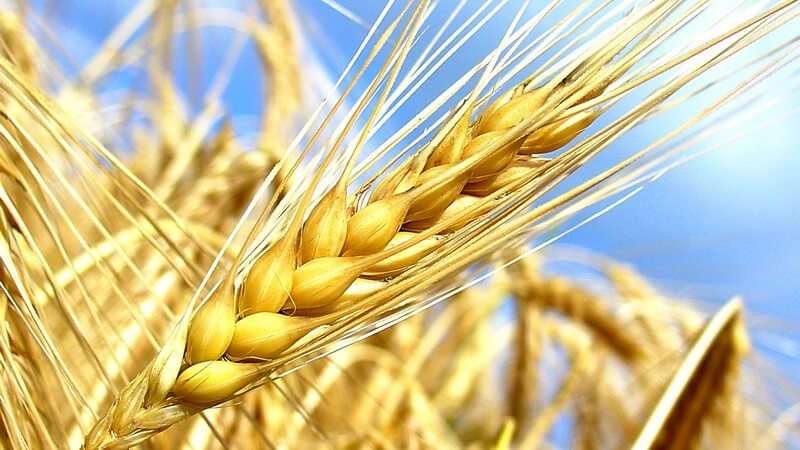 Nahaufnahme Goldener Ährenstand, Getreide, im Hintergrund ein Weizen oder Ährenfeld, blauer Himmel, Cerealien