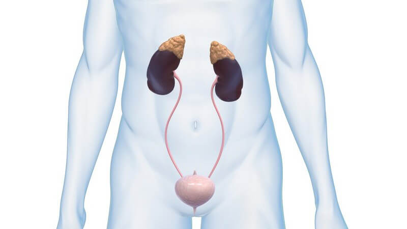 Grafik männlicher Körper mit Nieren, Nebennieren und Blase